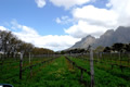 Wine Estate, The Cape Winelands, &copy;Anonymous